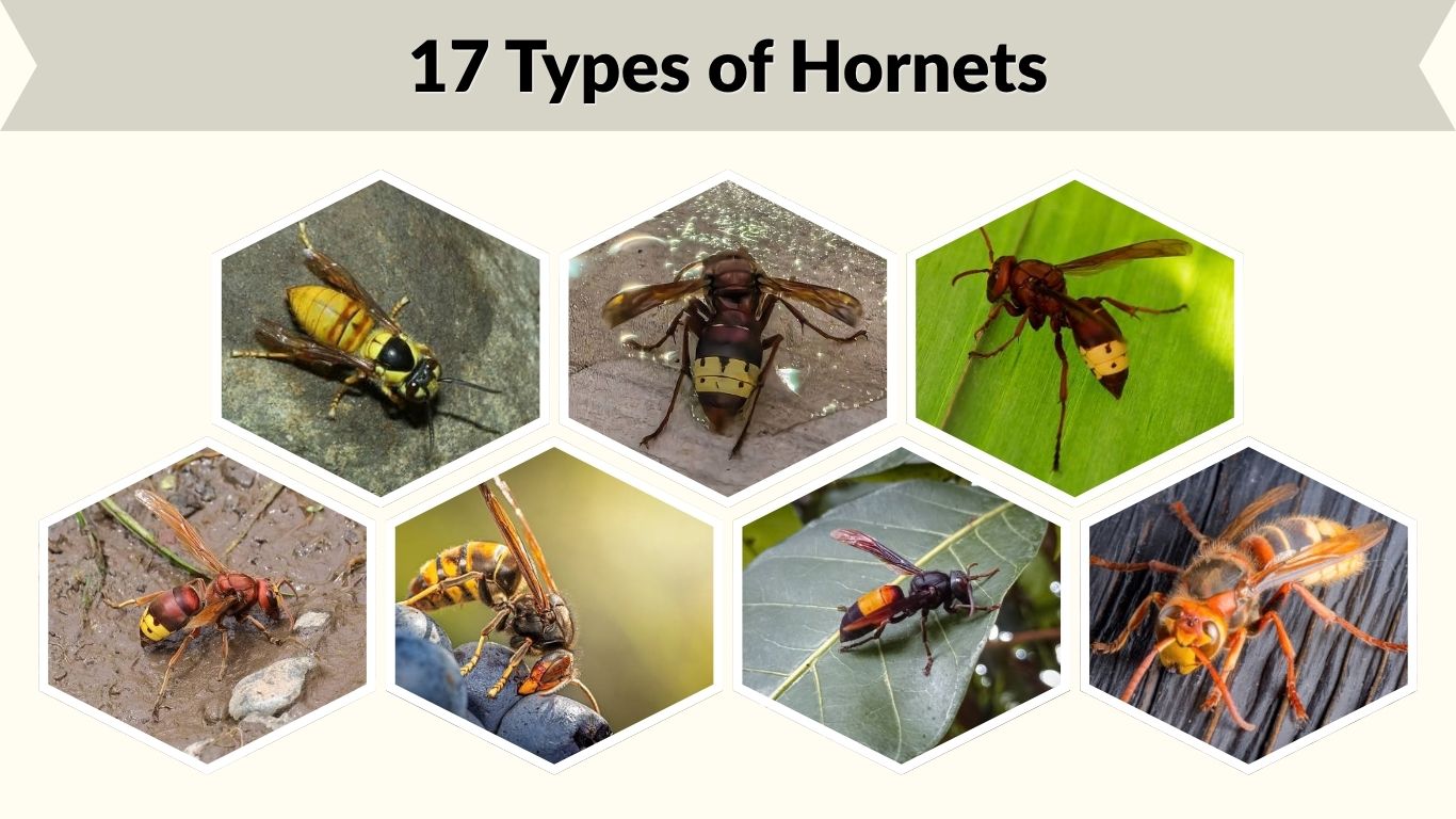17 Types of Hornets: Identification, Habitat and Facts