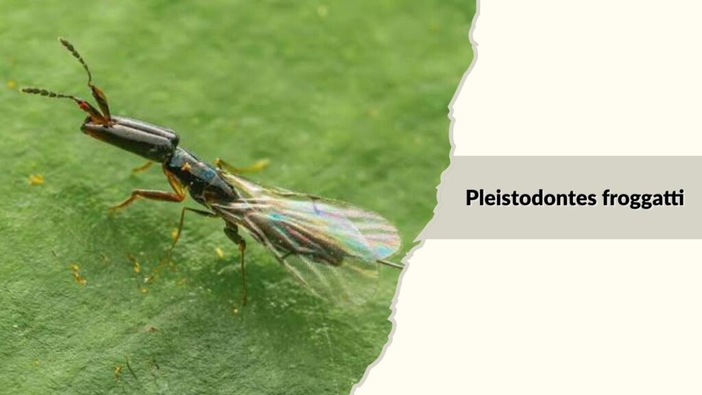 Pleistodontes froggatti