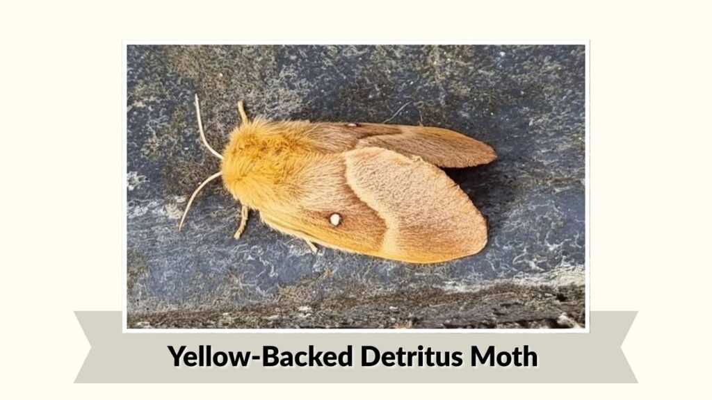 Yellow-Backed Detritus Moth