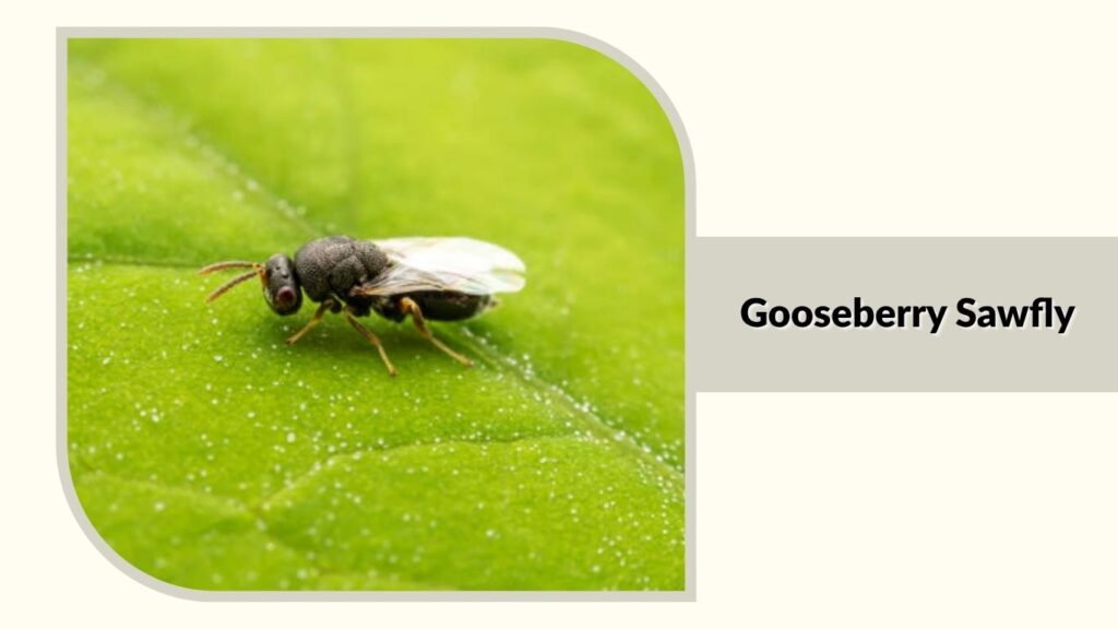 Gooseberry Sawfly