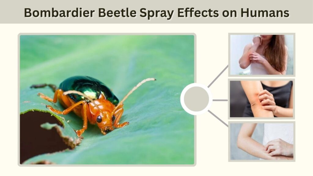 Bombardier Beetle Spray Effects on Humans