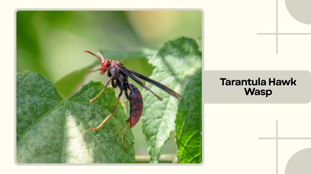 Tarantula Hawk Wasp