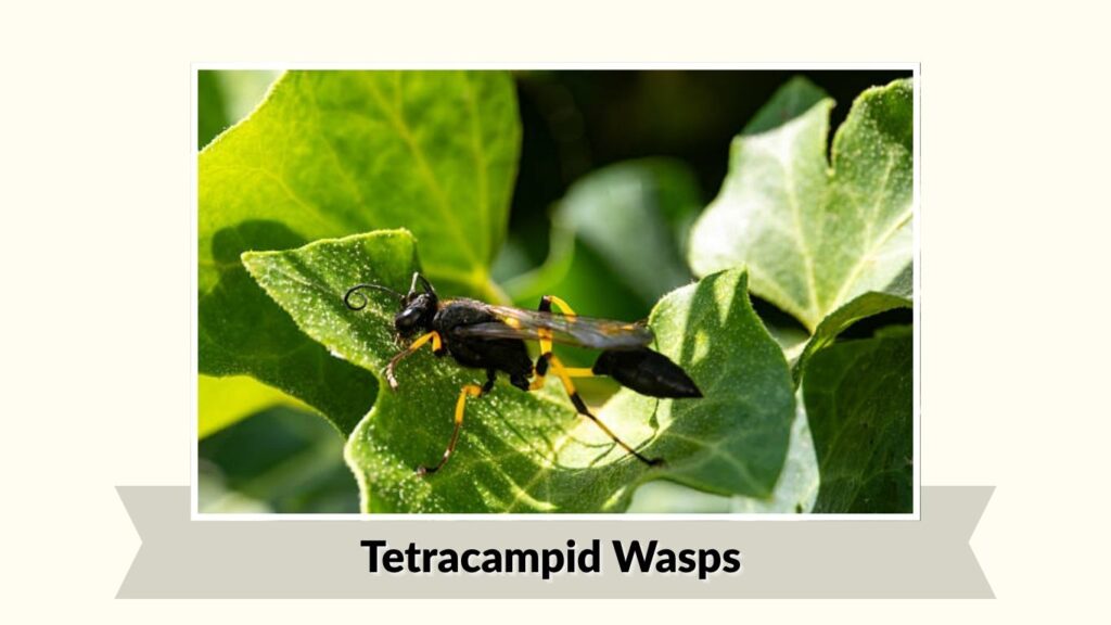 Tetracampid Wasps