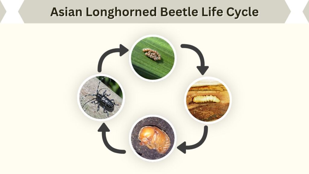Asian Longhorned Beetle Life Cycle