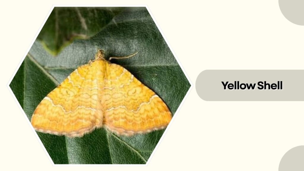  Yellow Shell
