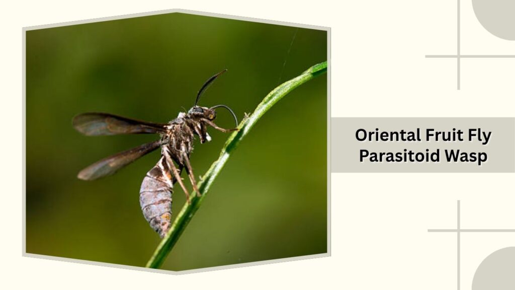  Oriental Fruit Fly Parasitoid Wasp