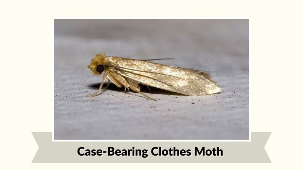 Case-Bearing Clothes Moth