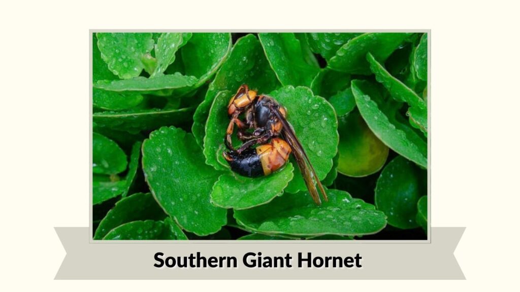  Southern Giant Hornet
