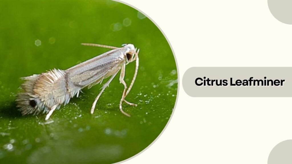 Citrus Leafminer