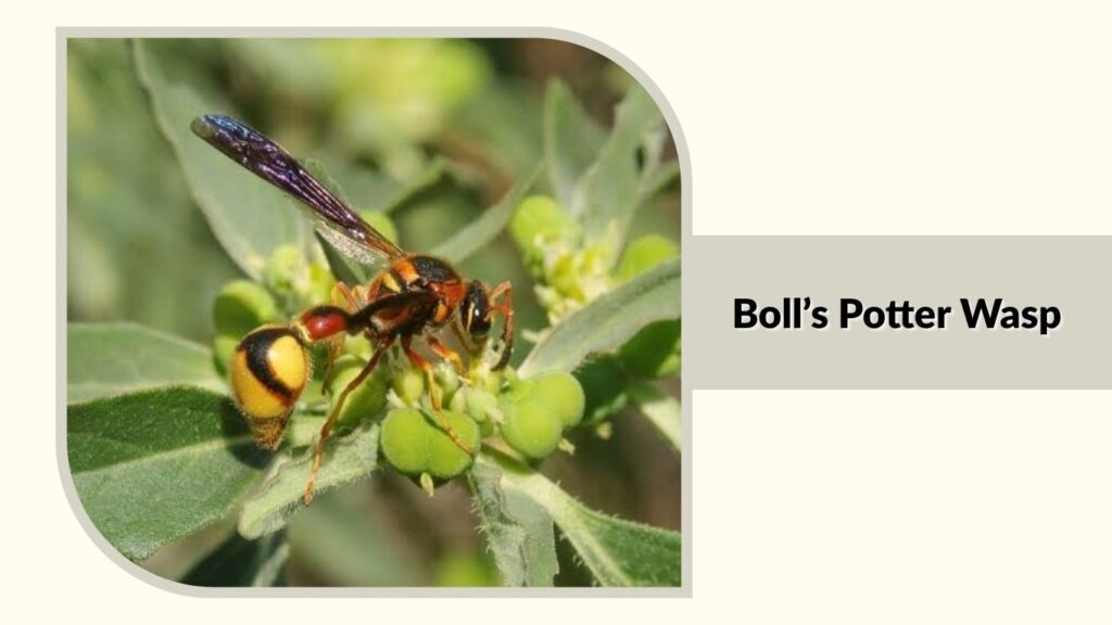 Boll’s Potter Wasp
