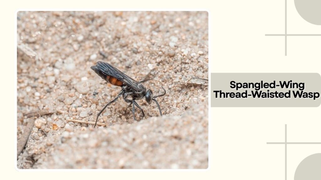 Spangled-Wing Thread-Waisted Wasp