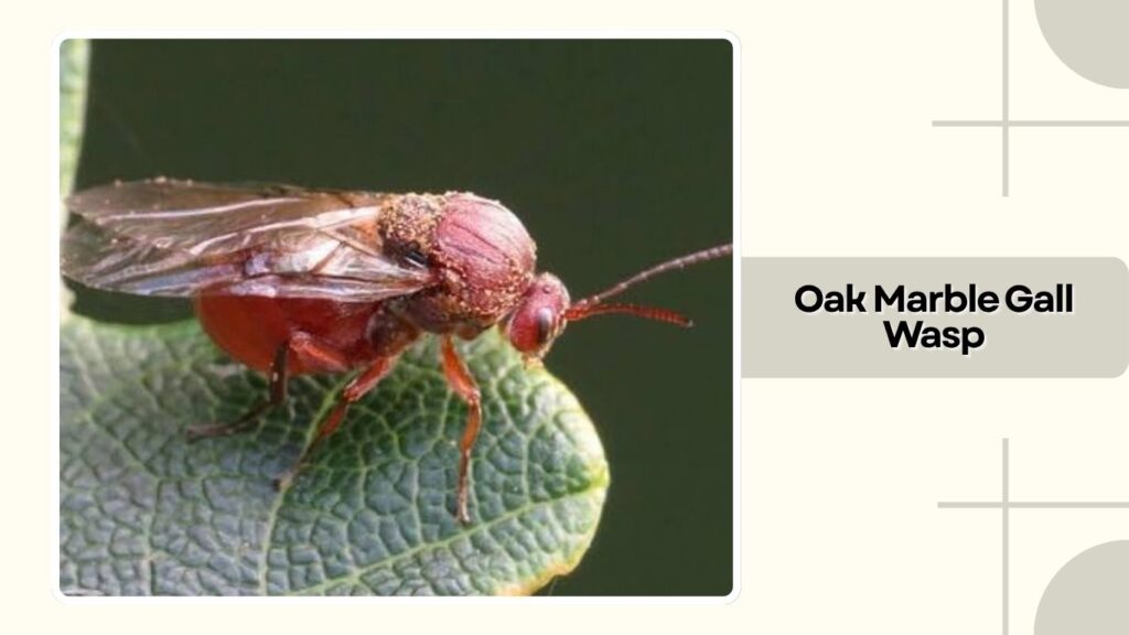 Oak Marble Gall Wasp 