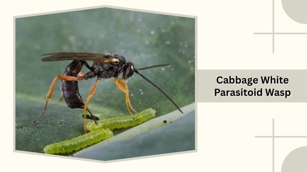 Cabbage White Parasitoid Wasp