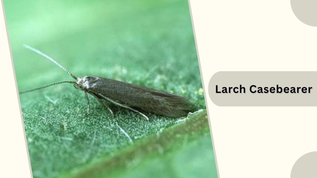 Larch Casebearer