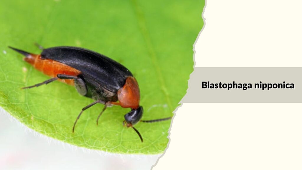 Blastophaga nipponica