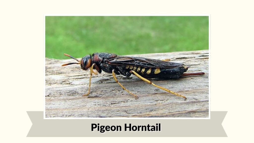 Pigeon Horntail