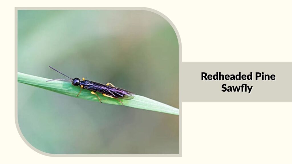 Redheaded Pine Sawfly (Neodiprion lecontei)