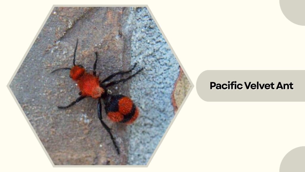 Pacific Velvet Ant