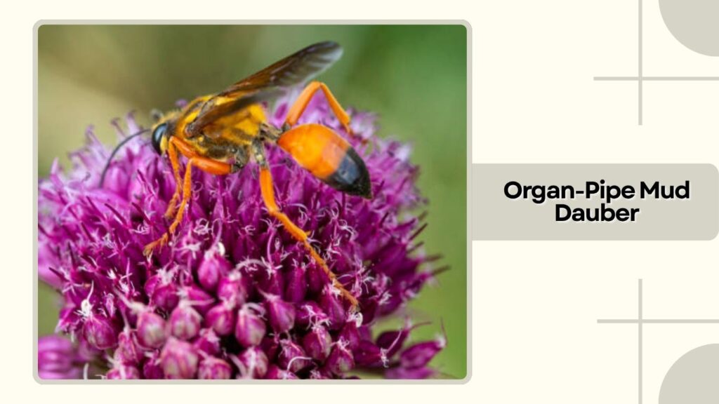 Organ-Pipe Mud Dauber