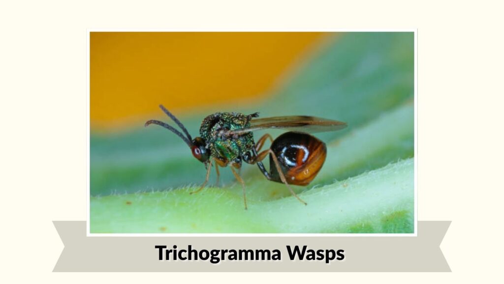 Trichogramma Wasps