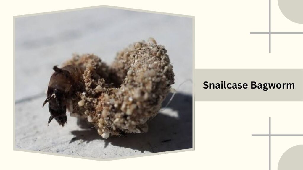 Snailcase Bagworm