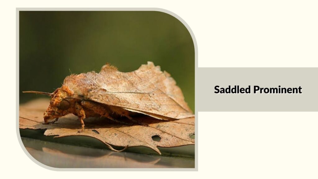 Saddled Prominent