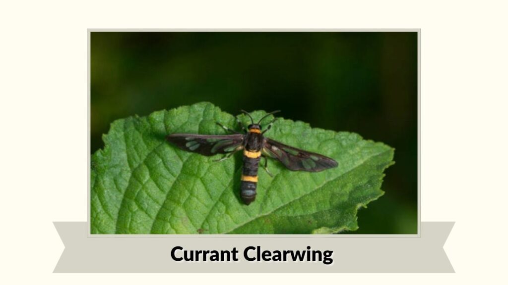Currant Clearwing