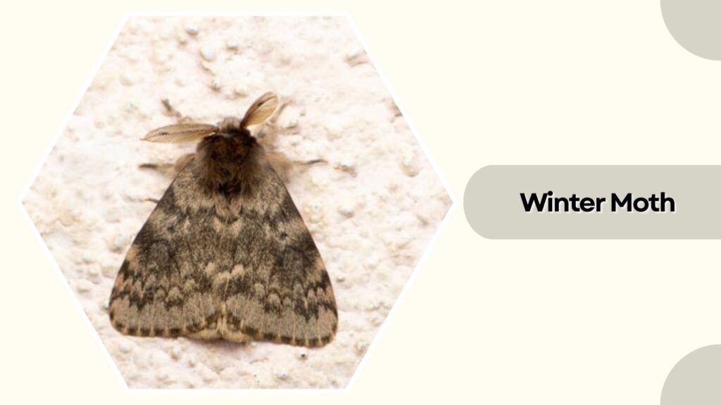 Winter Moth