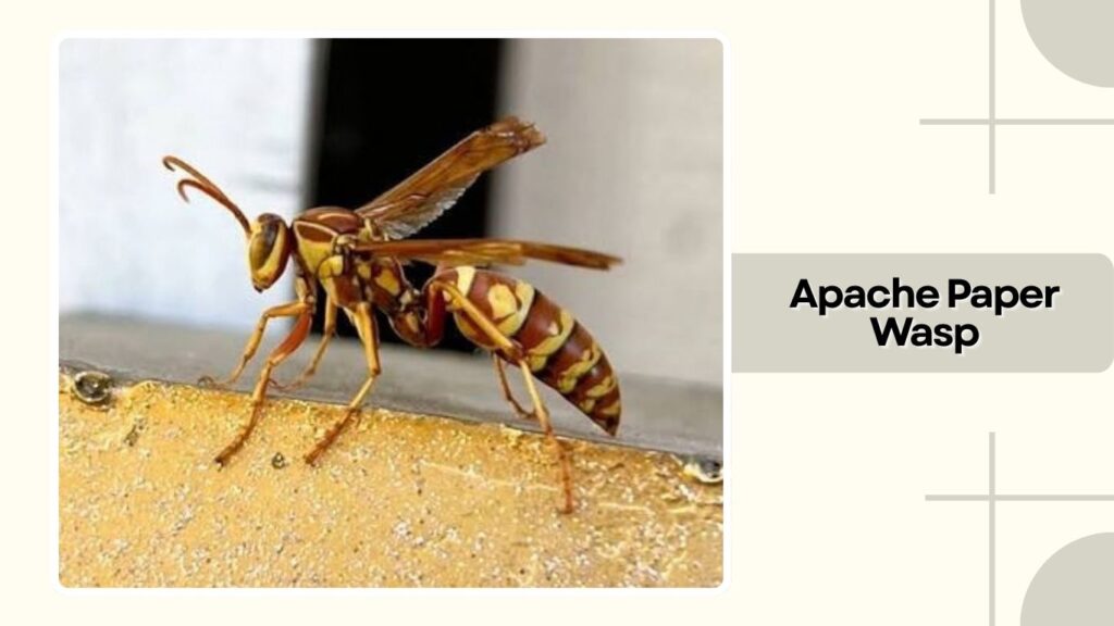 Apache Paper Wasp