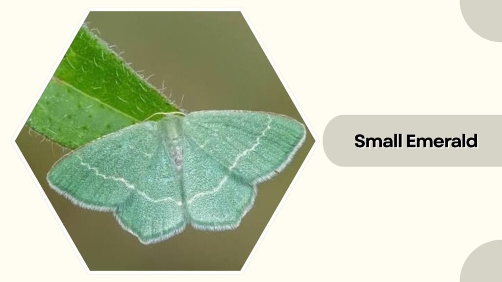  Small Emerald
