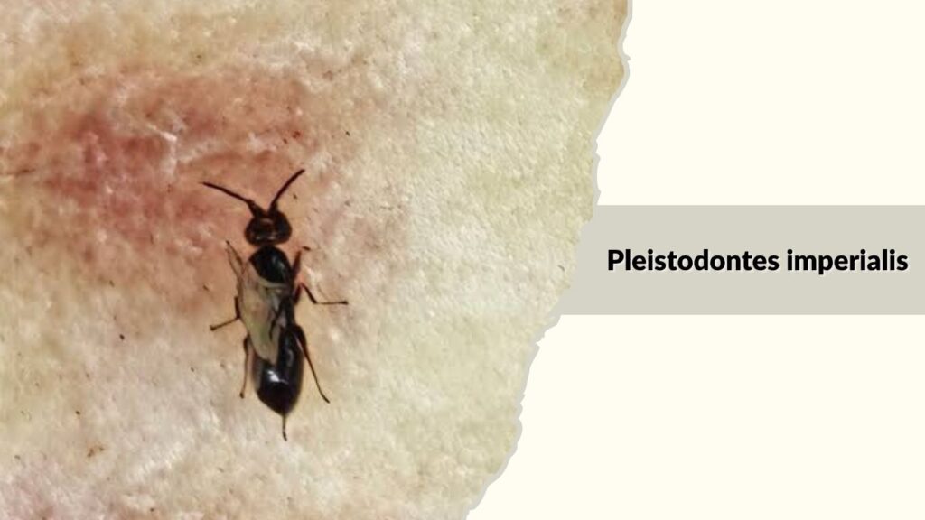 Pleistodontes imperialis