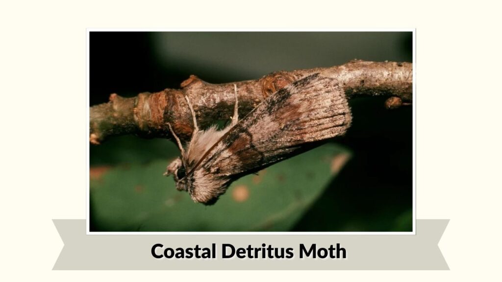 Coastal Detritus Moth