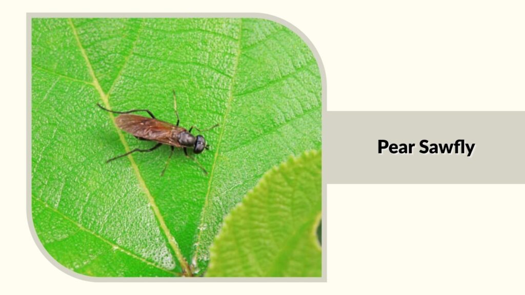  Pear Sawfly