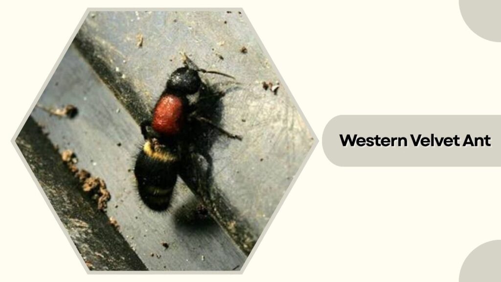 Western Velvet Ant