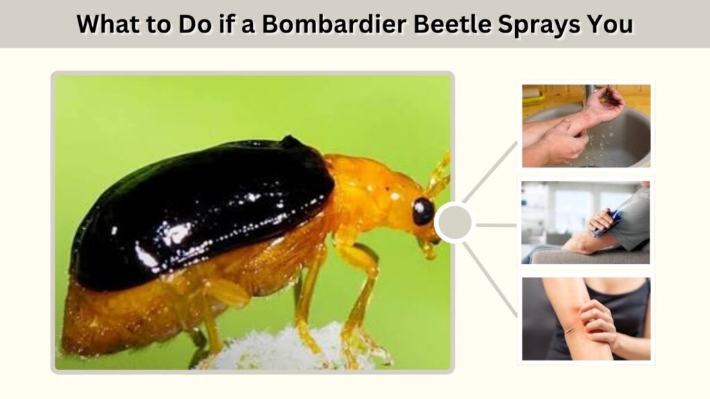 What to Do if a Bombardier Beetle Sprays You