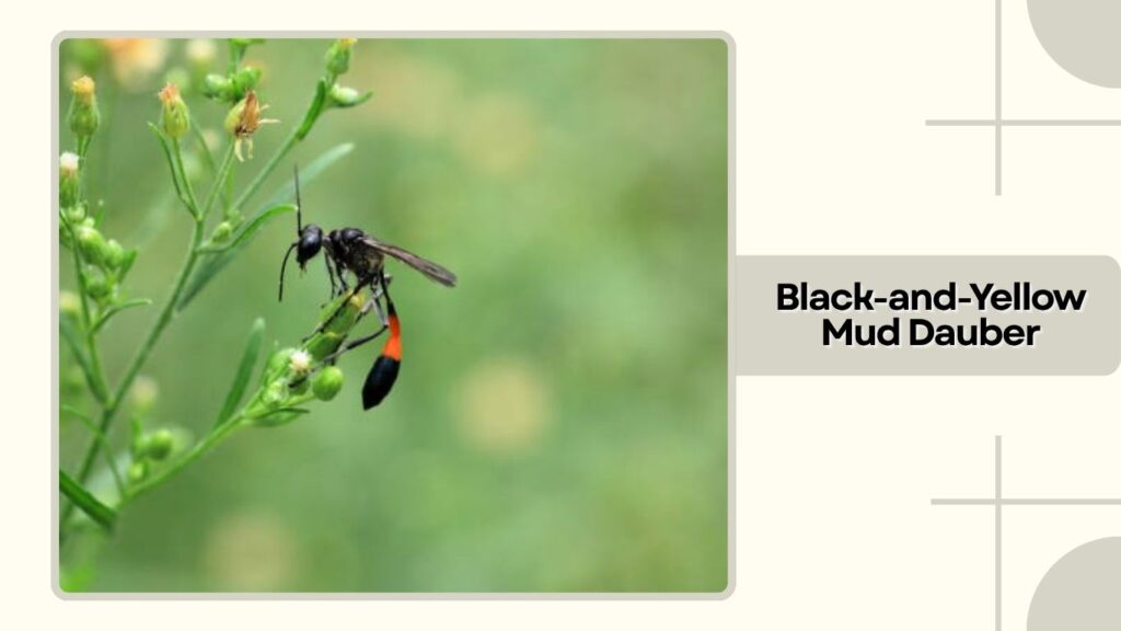 Black-and-Yellow Mud Dauber