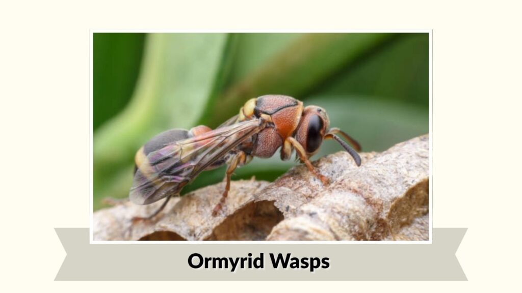Ormyrid Wasps