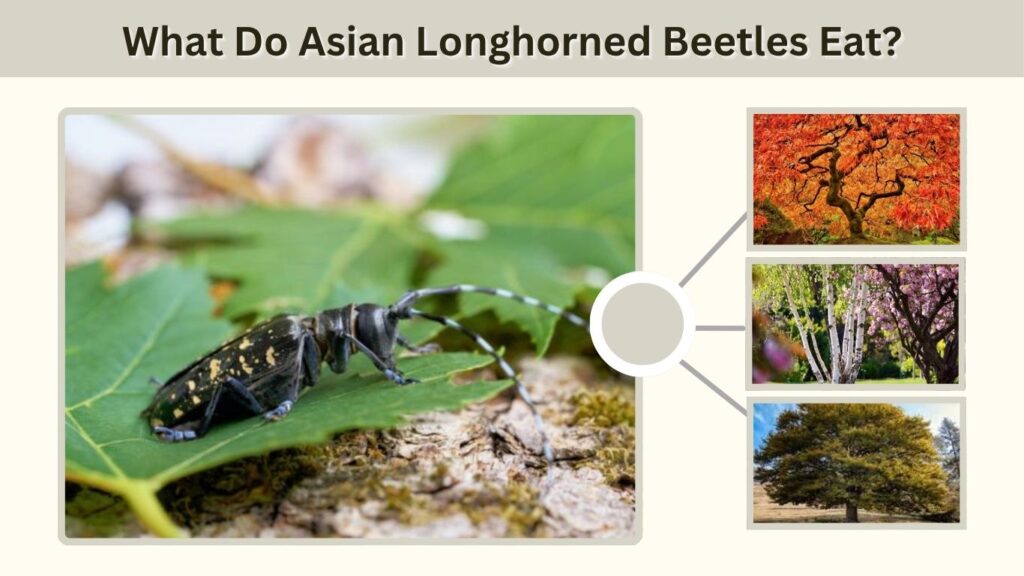 What Do Asian Longhorned Beetles Eat?