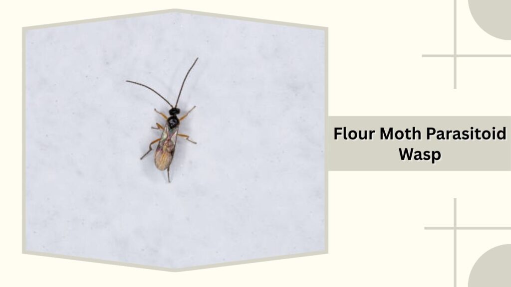  Flour Moth Parasitoid Wasp
