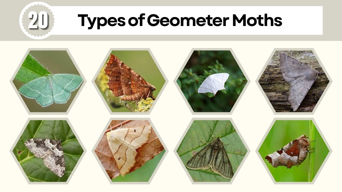20 Types of Geometer Moths: Identification and Facts