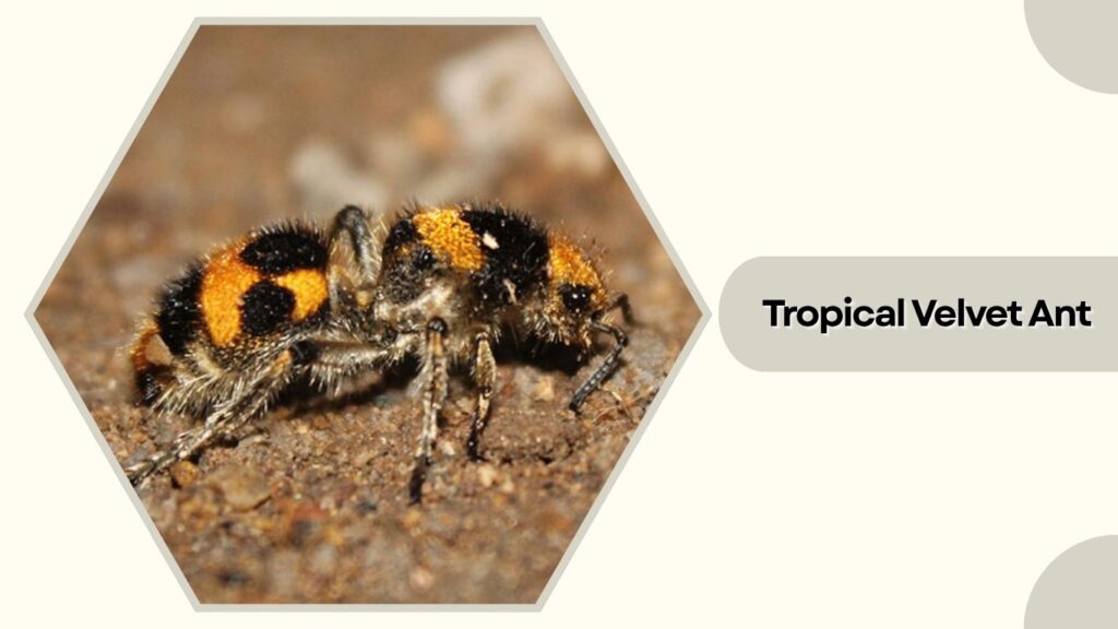 Tropical Velvet Ant