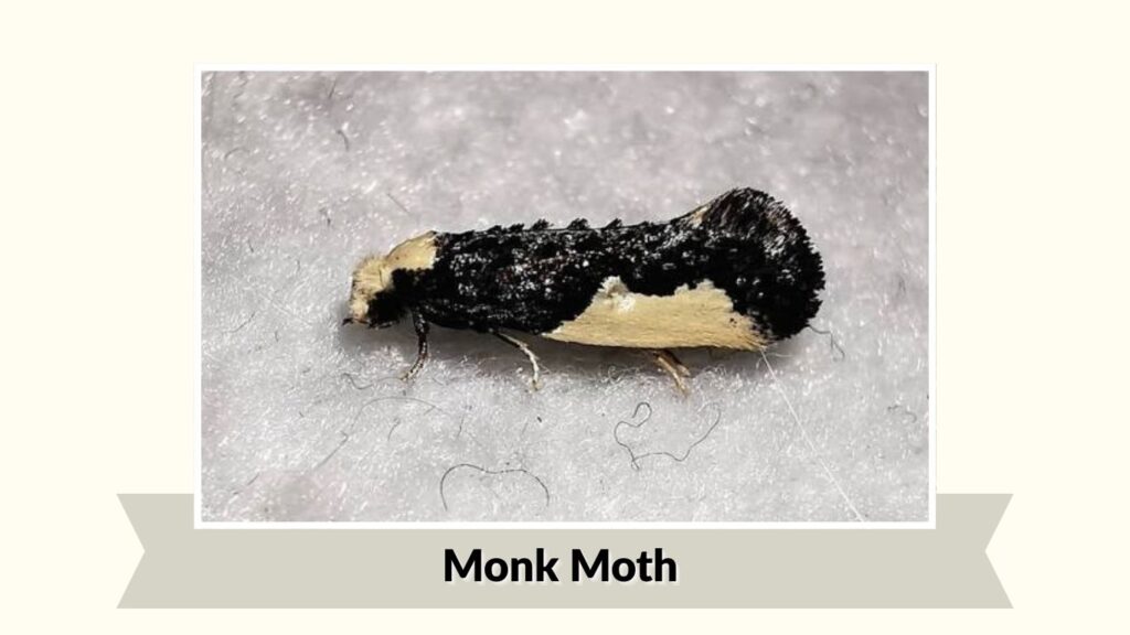 Monk Moth