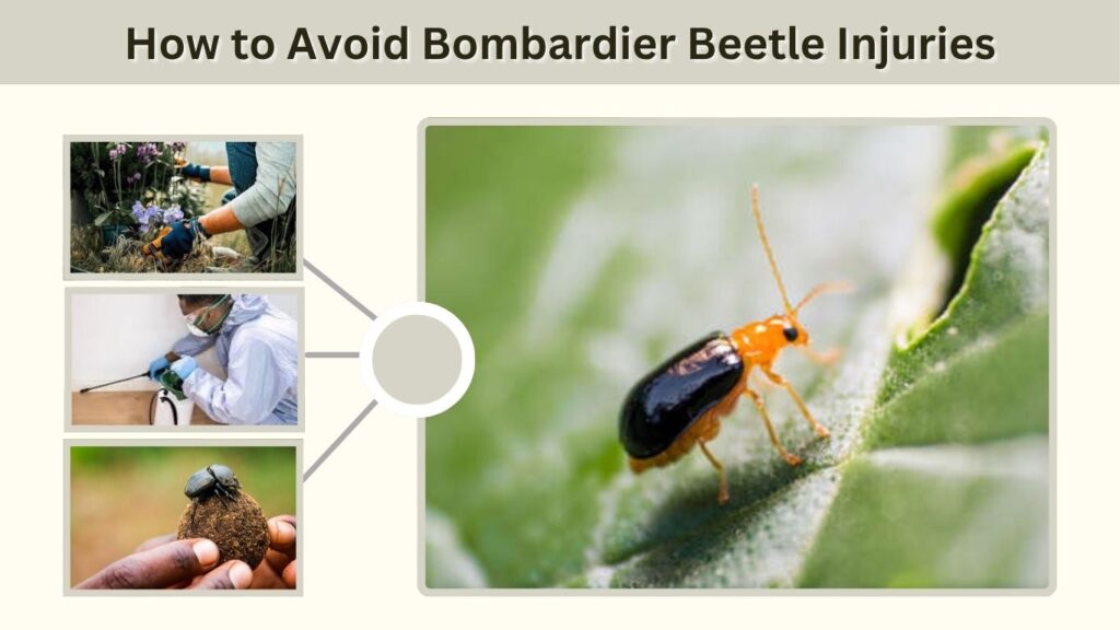 How to Avoid Bombardier Beetle Injuries