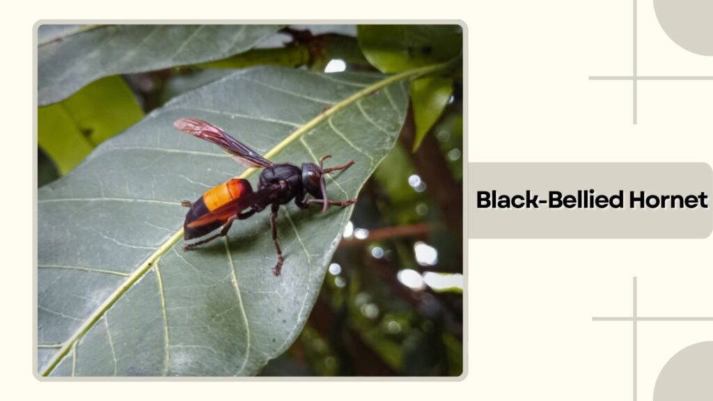 Black-Bellied Hornet