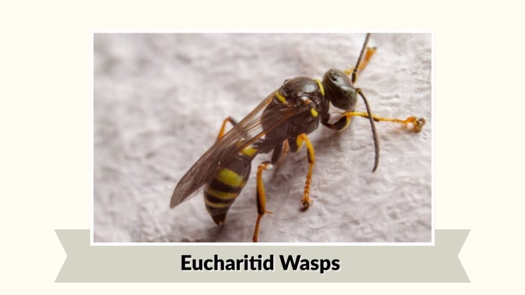 Eucharitid Wasps