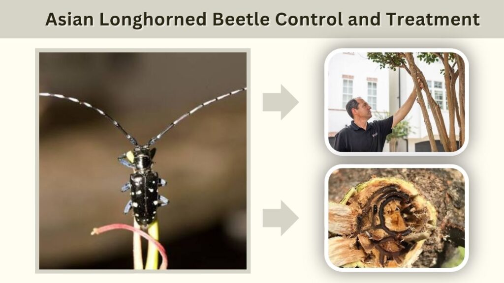 Asian Longhorned Beetle Control and Treatment