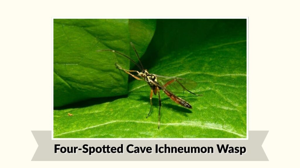  Four-Spotted Cave Ichneumon Wasp 