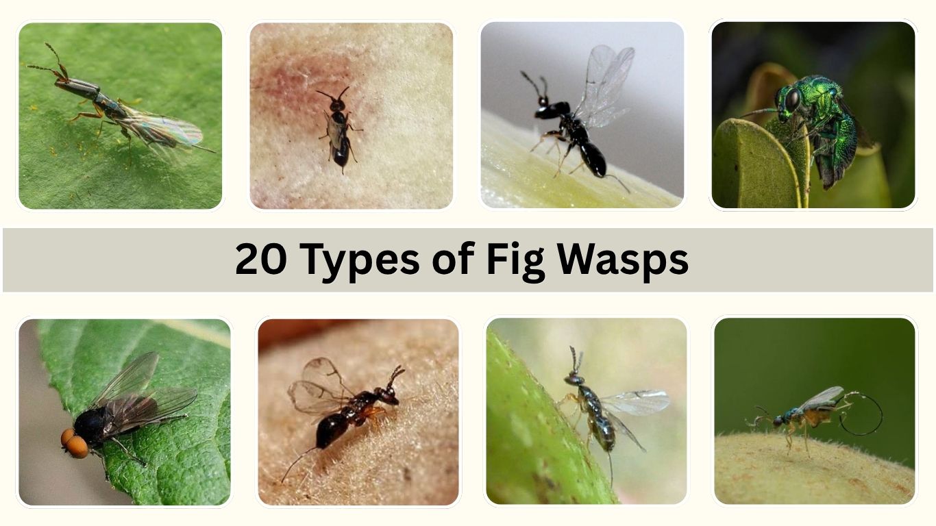 20 Types of Fig Wasps: Identification, Habitat, and Facts
