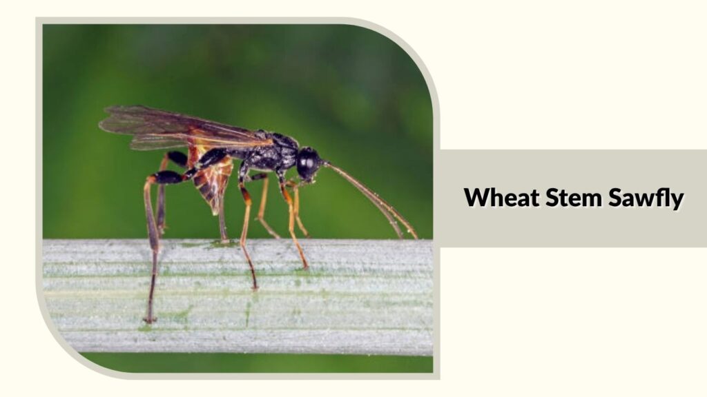 Wheat Stem Sawfly
