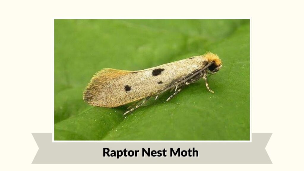 Raptor Nest Moth